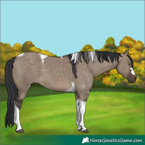 Horse Color:Brown Dun Tobiano 