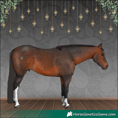 Horse Color:Brown Tobiano 