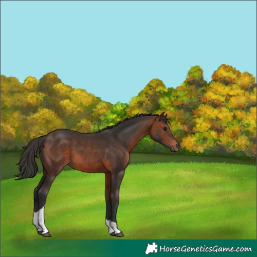 Horse Color:Brown Tobiano 
