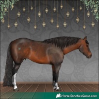 Horse Color:Brown Tobiano