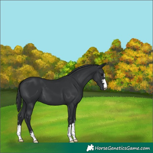 Horse Color:Black 