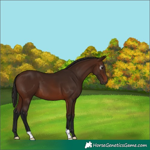 Horse Color:Gray Bay