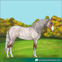 Horse Color:Silver Bay Roan 