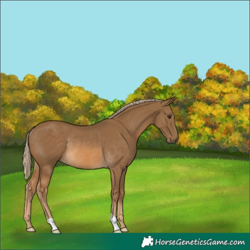 Horse Color:Chocolate Palomino Rabicano 