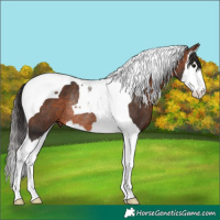 Horse Color:Brown Splash Tobiano Rabicano