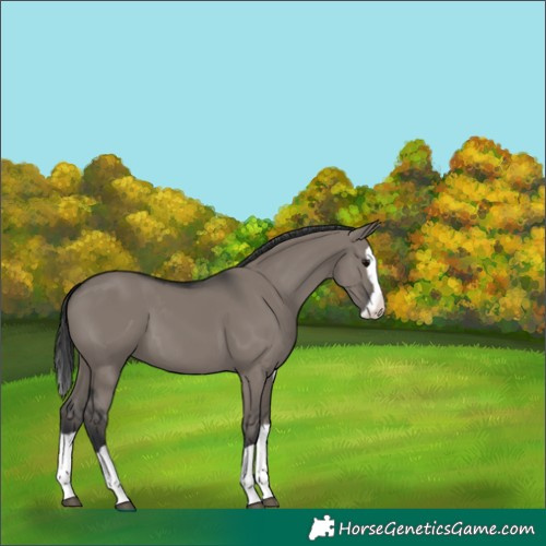 Horse Color:Grullo Splash