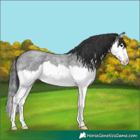 Horse Color:Blue Roan Splash
