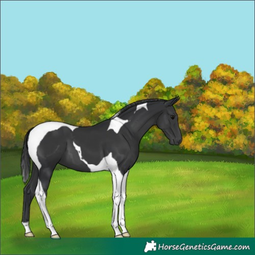 Horse Color:Black Tobiano