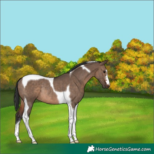 Horse Color:Brown Dun Tobiano Rabicano 