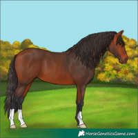 Horse Color:Bay 