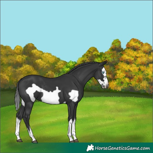 Horse Color:Black Splash Frame