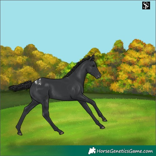 Horse Color:Black Appaloosa 