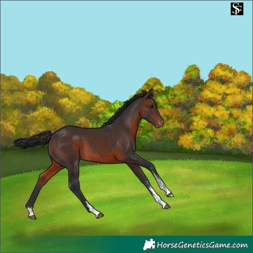 Horse Color:Brown Sabino Varnish 