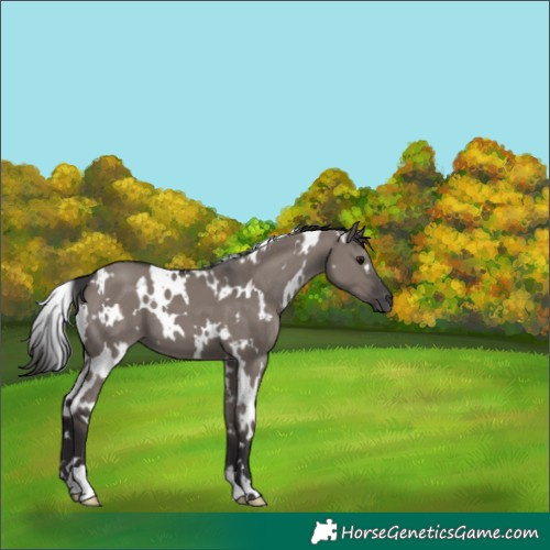 Horse Color:White Spotted Smoky Grullo 