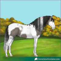 Horse Color:Grullo Splash Tobiano 