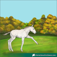 Horse Color:Perlino Sabino and Perlino Dun Sabino