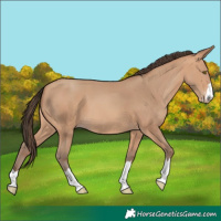 Horse Color:Amber Champagne