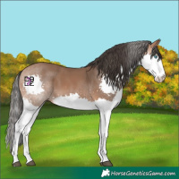 Horse Color:Bay Splash 