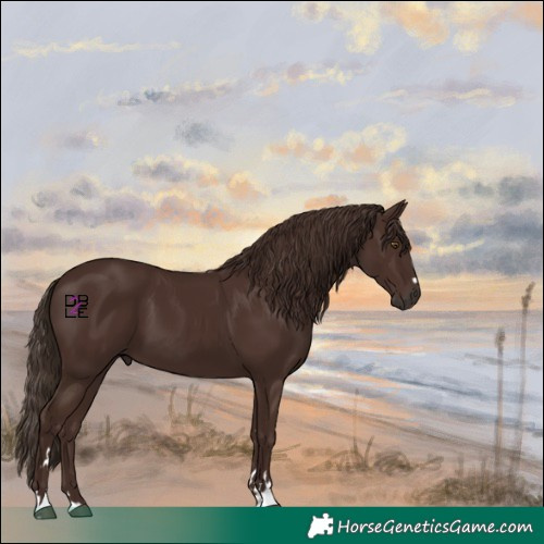 Horse Color:Liver Chestnut 