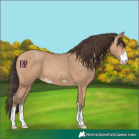 Horse Color:Amber Champagne