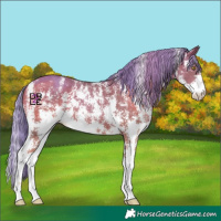 Horse Color:Watercolor Gold Champagne Sabino