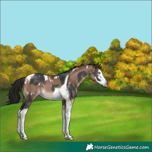 Horse Color:Gray Buckskin Sabino Splash Tobiano Rabicano and White Spotted Classic Champagne Splash Tobiano