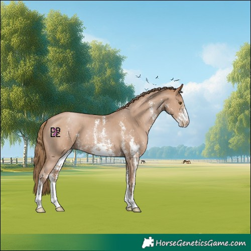 Horse Color:Black Pearl Sabino 