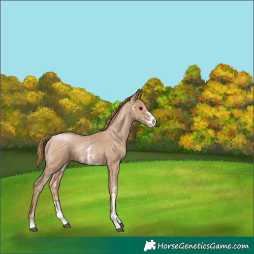 Horse Color:Black Pearl Sabino Appaloosa