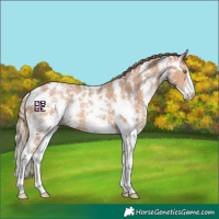 Horse Color:Bay Pearl Sabino
