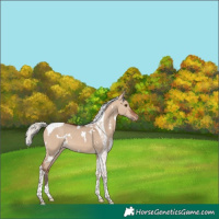 Horse Color:White Spotted Silver Brown Dun Tobiano Appaloosa