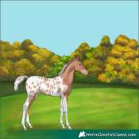 Horse Color:Silver Amber Champagne Tobiano Appaloosa 