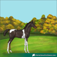 Horse Color:Liver Chestnut Tobiano 