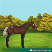Horse Color:Gray Silver Bay Varnish