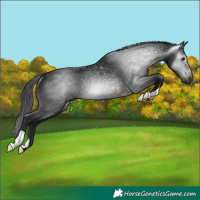 Horse Color:Gray Brown Rabicano
