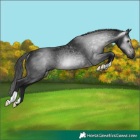 Horse Color:Gray Brown Rabicano