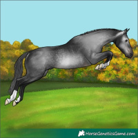 Horse Color:Gray Brown Rabicano 