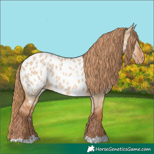 Horse Color:Red Dun Near Leopard