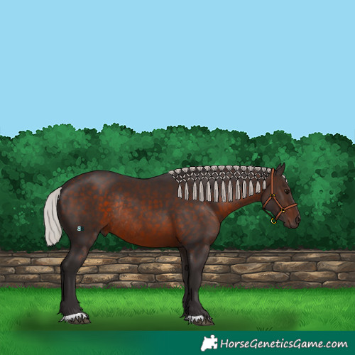 Horse Color:Silver Brown Rabicano