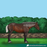 Horse Color:Silver Brown Rabicano 