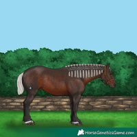 Horse Color:Silver Brown Rabicano 