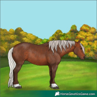 Horse Color:Silver Bay Rabicano 