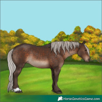 Horse Color:Silver Brown Rabicano 