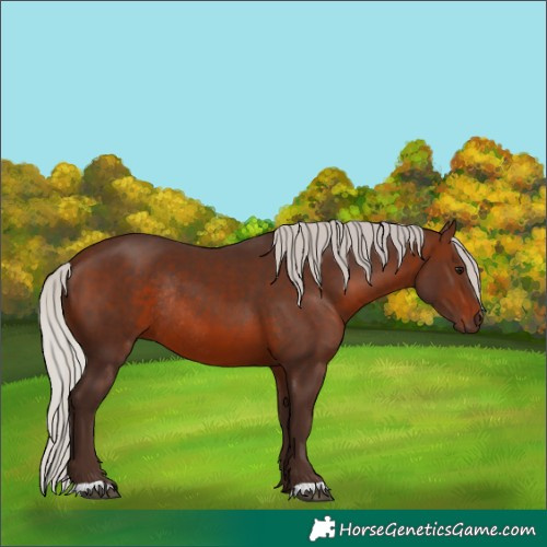 Horse Color:Silver Brown Rabicano 