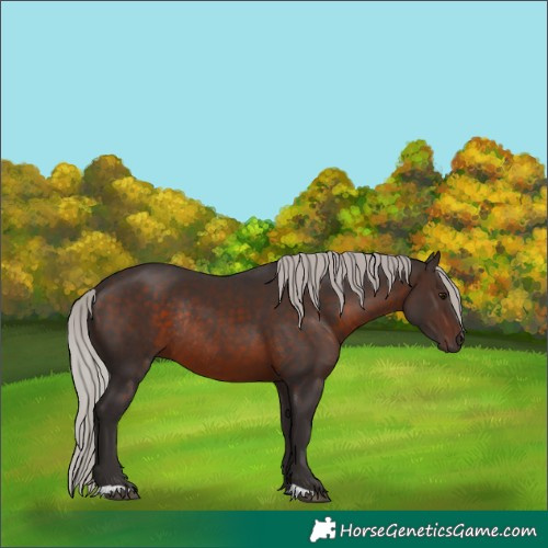 Horse Color:Silver Brown Rabicano 