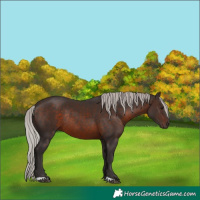 Horse Color:Silver Brown Rabicano