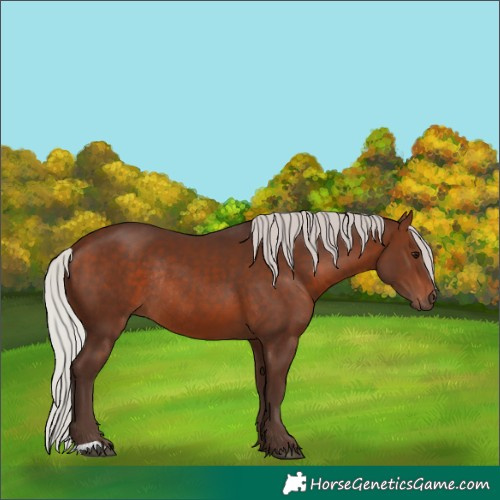Horse Color:Silver Brown Rabicano 