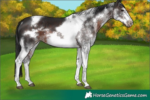 Horse Color:White Spotted Brown Tobiano Frame Rabicano 