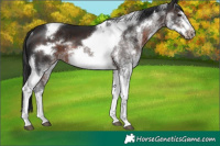 Horse Color:White Spotted Brown Tobiano Frame Rabicano 