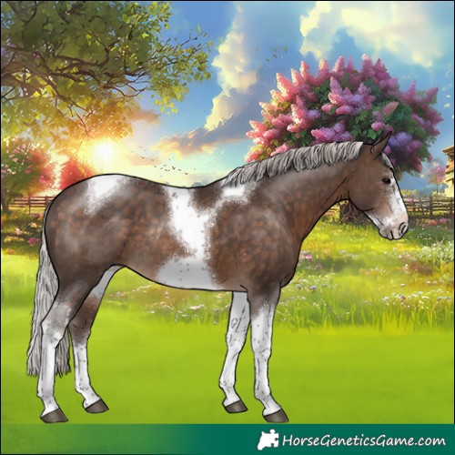 Horse Color:Silver Brown Tobiano Frame Rabicano