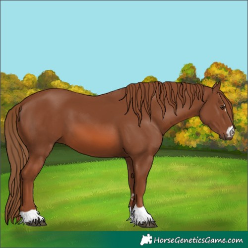 Horse Color:Chestnut 